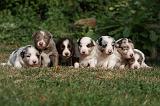 BORDER COLLIE 1062